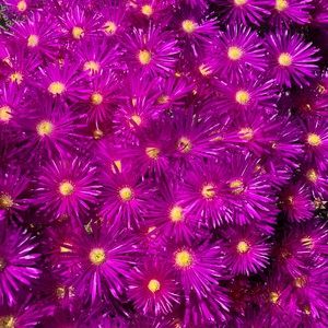 Meet your Posher, Lina